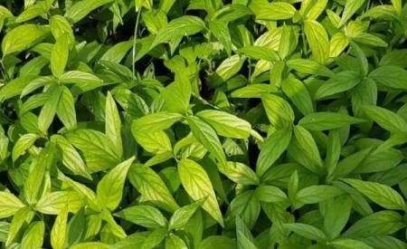 Loại cây mọc bờ ruộng chứa chất cản trở tế bào ung thư phát triển