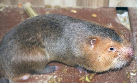Cãi vợ nuôi 'đặc sản' dân nhậu thích mê, anh tài xế Vĩnh Long kiếm hàng tỷ đồng