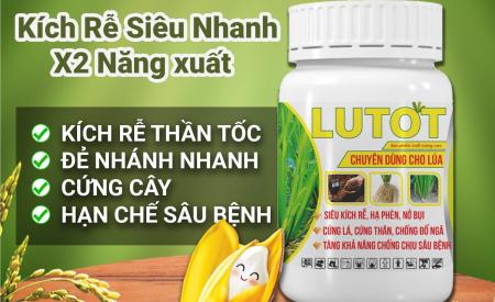 LUTOT - KÍCH RỄ THẦN TỐC, ĐẺ NHÁNH NHANH, CỨNG CÂY, HẠN CHẾ SÂU BỆNH 
